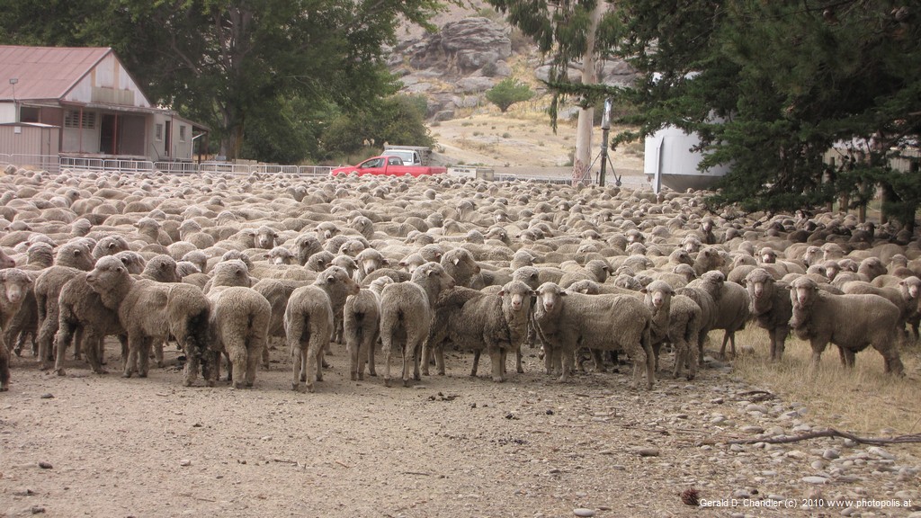 Flock of Sheep in Bendigo